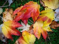 Regennasse bunte Wilder Wein Blätter